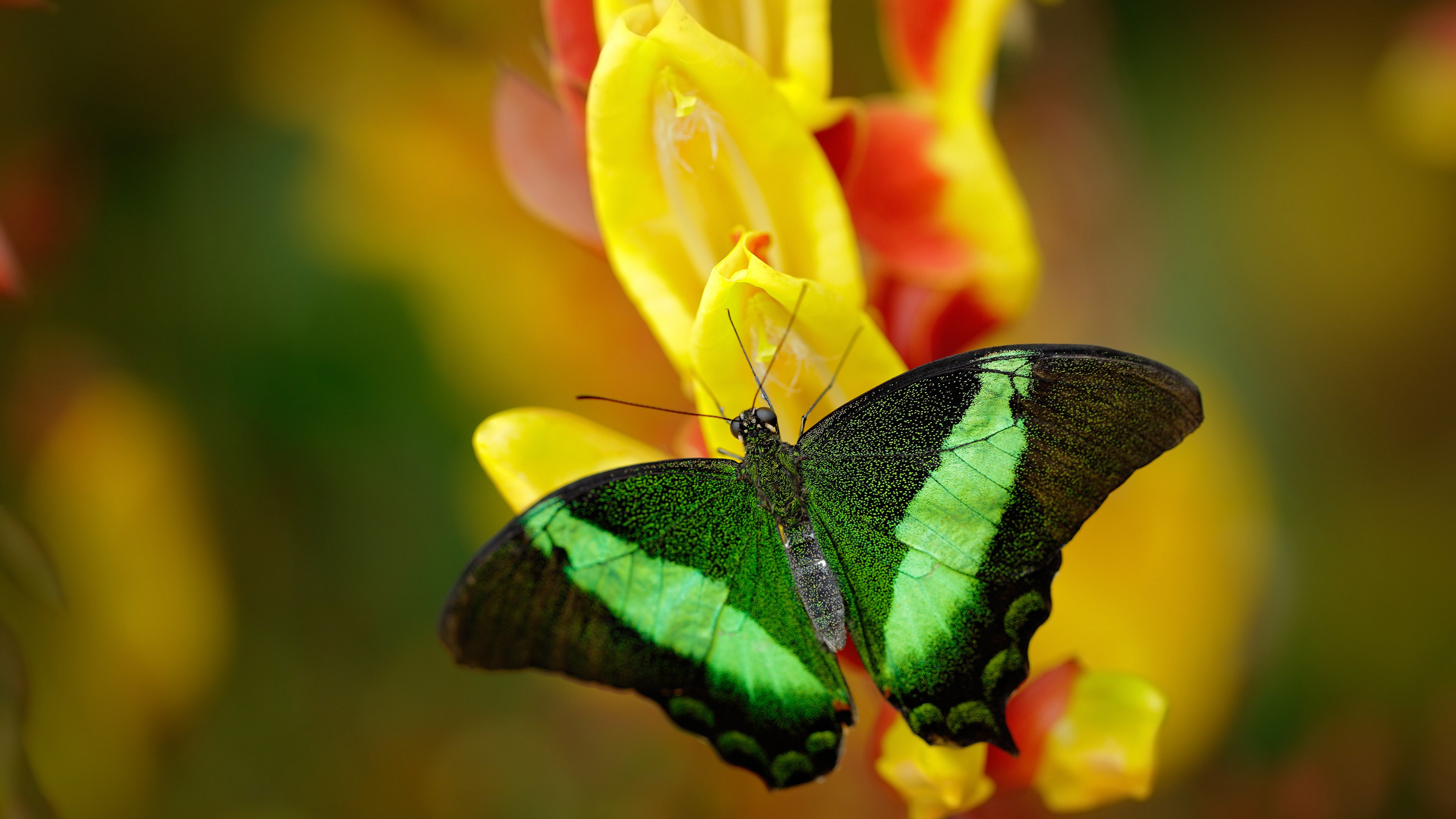尼斯轻取伊朗,托尼一锤定音,荣膺关键先生