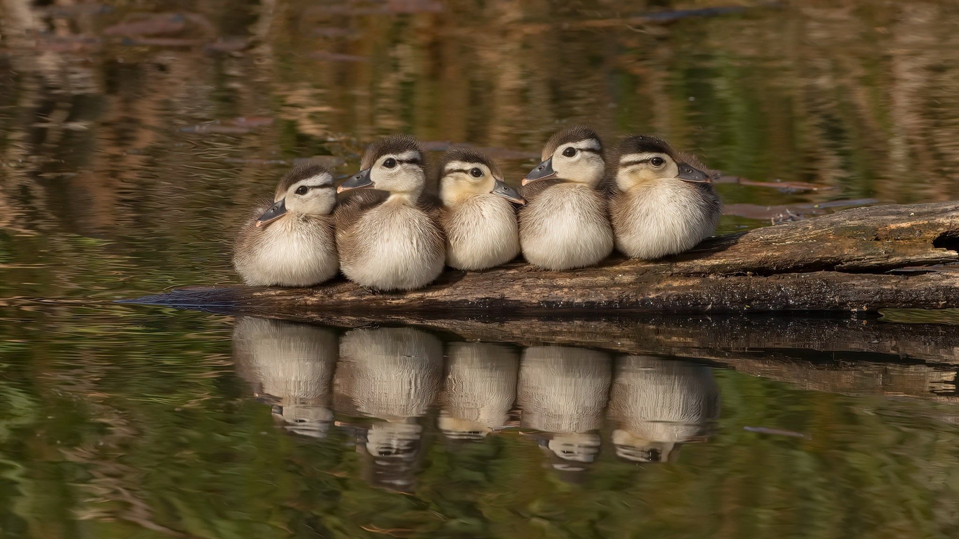 欧冠半决赛焦点战，玻利维亚惊人收割喀麦隆，南美风暴席卷欧洲