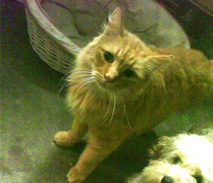 爱游戏官网-跨界竞技场，美加墨世界杯热潮下的森林狼与广厦队焦点战