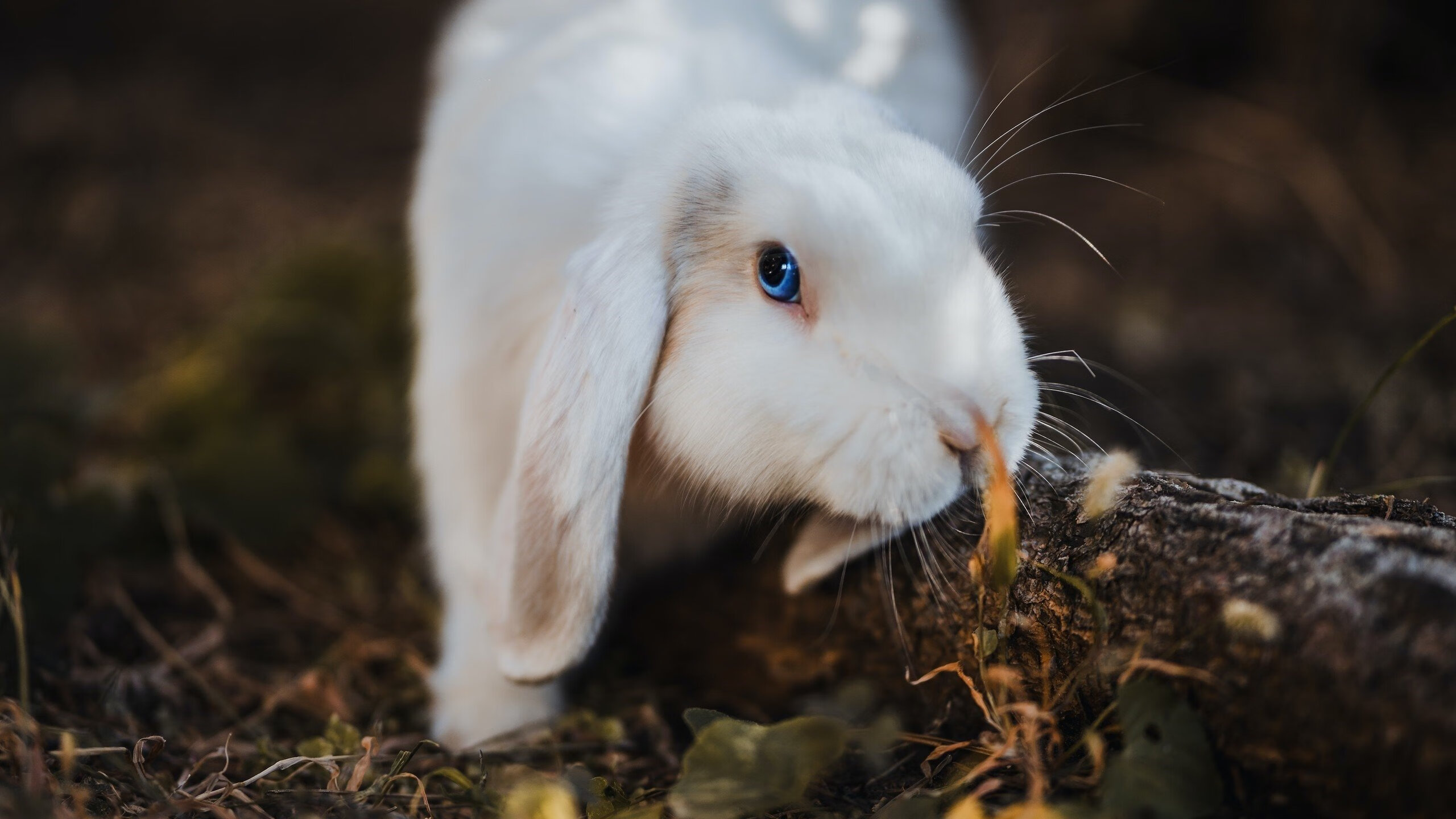 武切维奇完美发挥，奇才主场力克湖人
