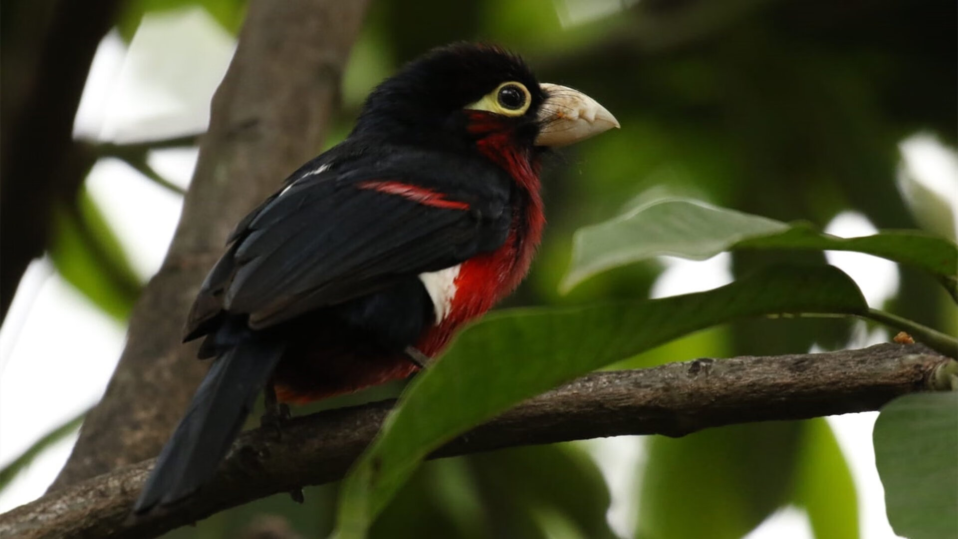 德罗赞冰火交响曲,绝境42分击穿勇士,爵士逆转风暴席卷金州