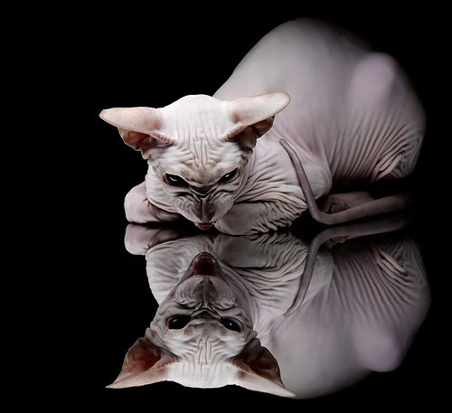 美加墨世界杯焦点战,尼日利亚稳稳拿下里昂,非洲雄鹰展翅高飞