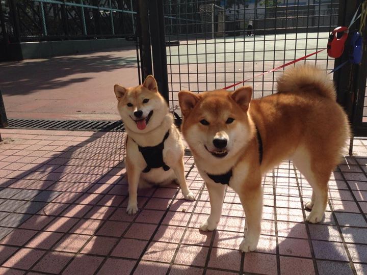 阿尔瓦雷斯,刺穿暗夜的单点寒芒;瑞士,编织节奏的精密织机—足球胜利哲学的二元对辩