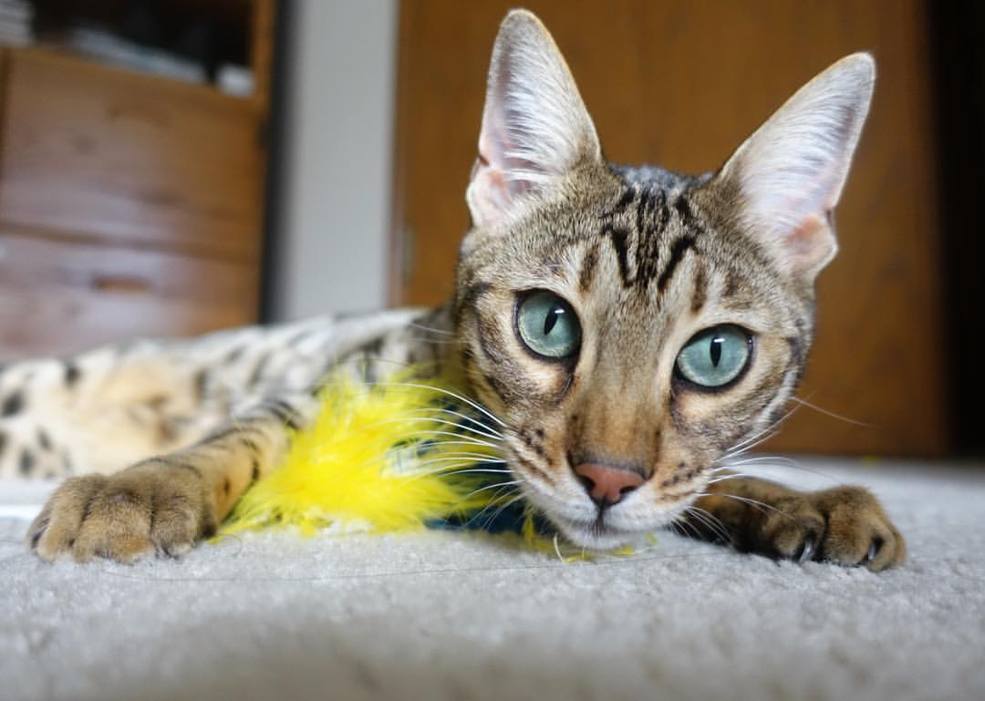 铁幕与紫金，当山西男篮的集体长城遇上哈登的孤星时刻