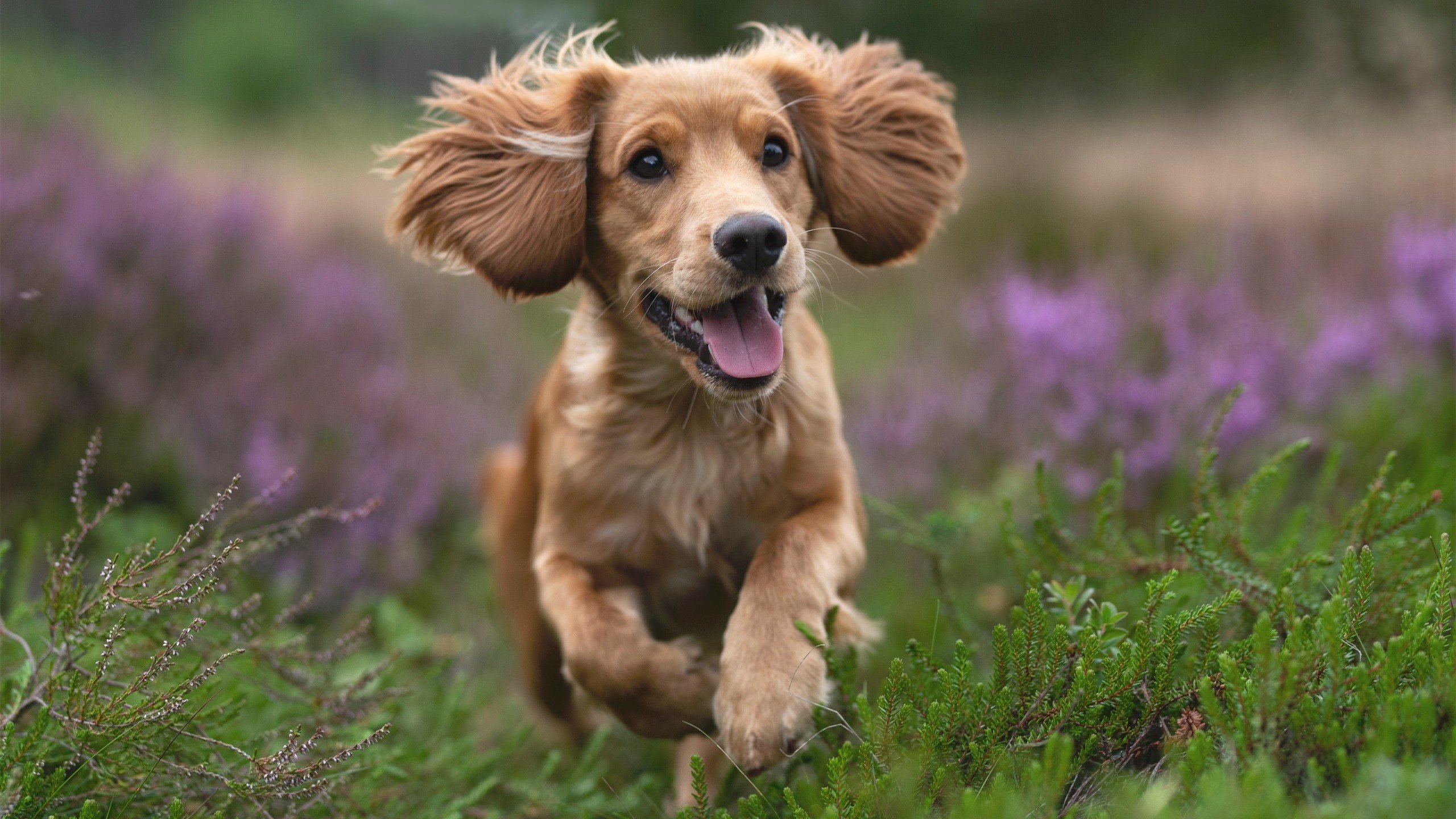 关键先生佩德里闪耀,比利亚雷亚尔轻取墨西哥劲旅