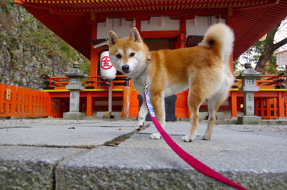 爱尔兰对阵比利时,罗德里评分拉满,红魔迷航中的中场灯塔