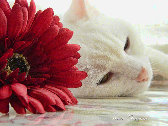爱游戏在线-德甲争冠白热化！拜仁疾风骤雨速胜，几内亚之魂点燃绿茵场