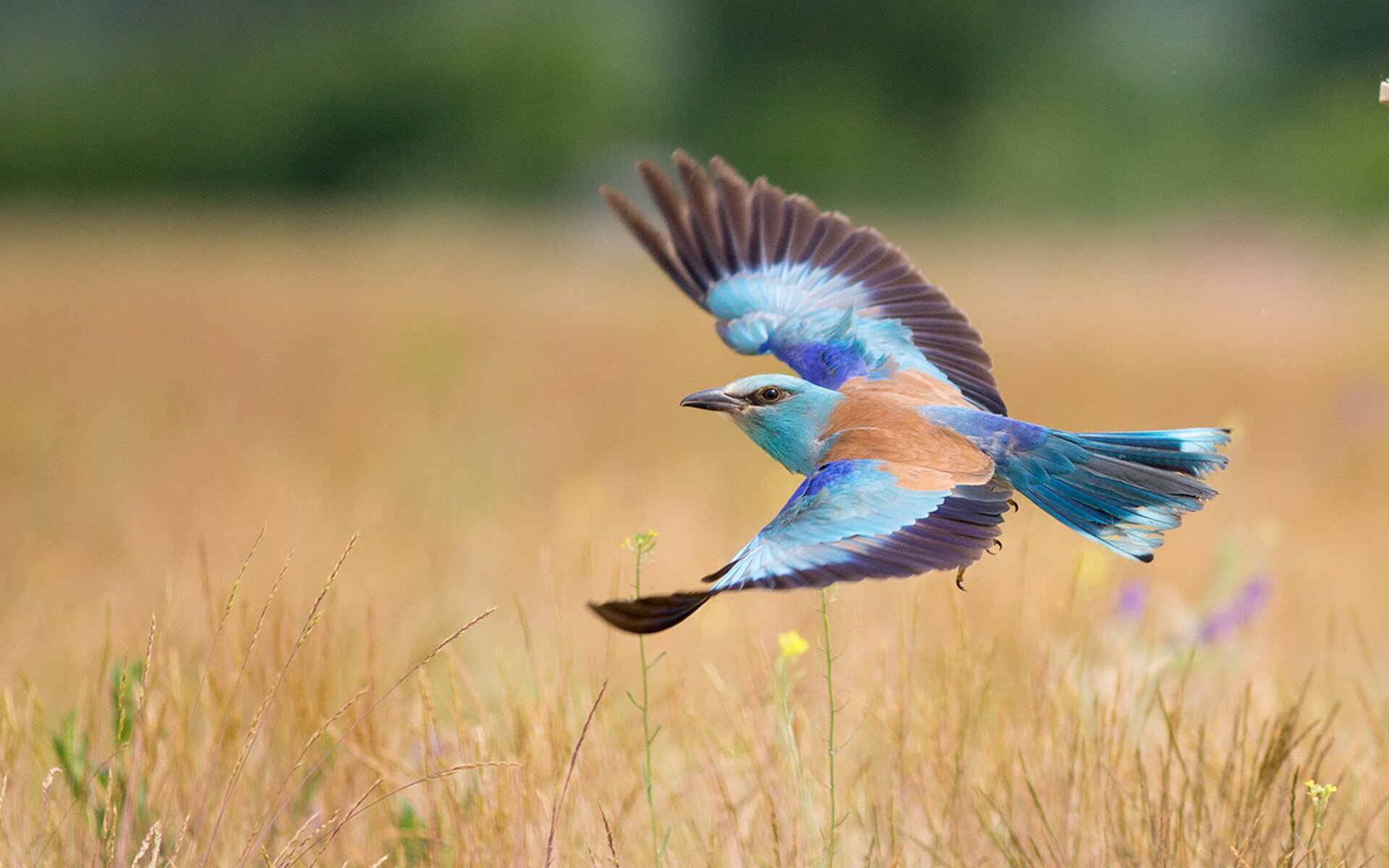 爱游戏官方-当莫兰特化身银色子弹，骑士铁桶阵如何被一己之力撕成碎片